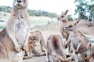 làm visa đi Úc du lịch